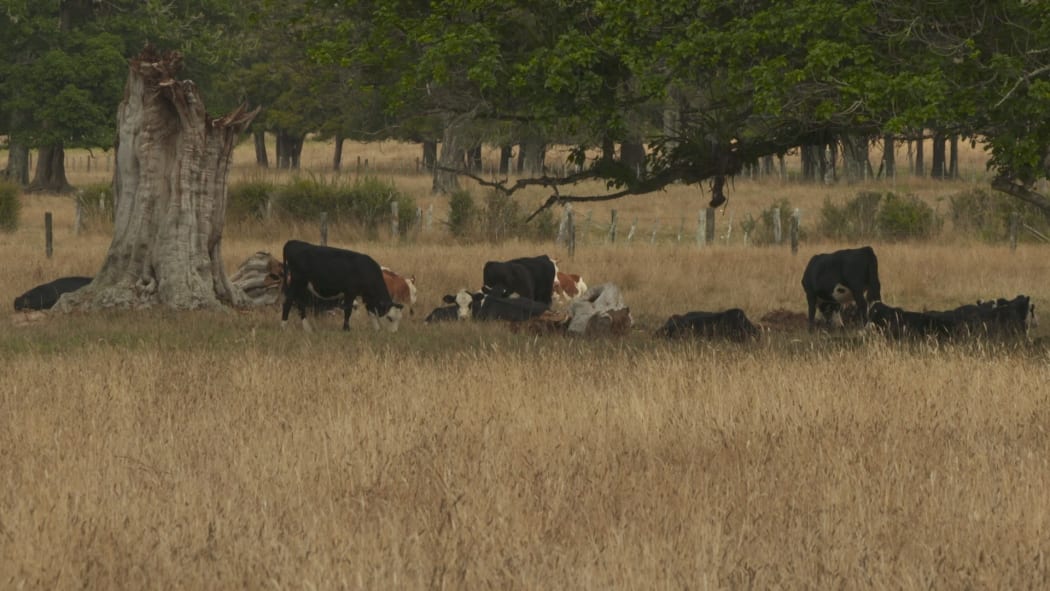 Paddocks dry from the Northland drought.
Kaikohe area