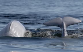 A group of beluga whales swim and feed in Hudson Bay, outside Churchill, northern Canada.
