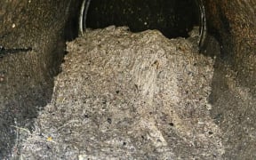 This rag monster was found in the Napier wastewater system