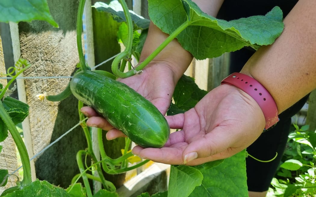 Te Rina Waiwiri holding a cucumber growing in the garden.