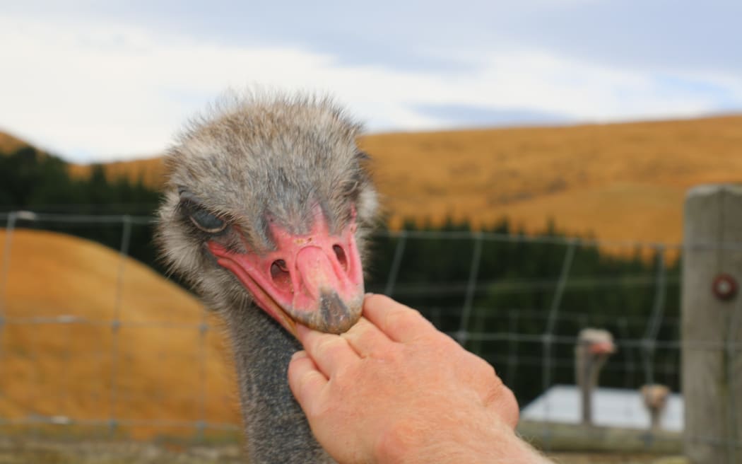 Ian Knowles has more than sheep and cattle on his North Canterbury farm