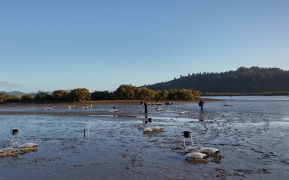Tipping Points experiments are taking place in 15 estuaries around New Zealand.
