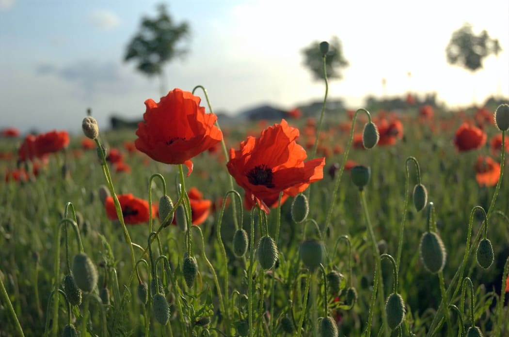 Poppy fields in Flanders