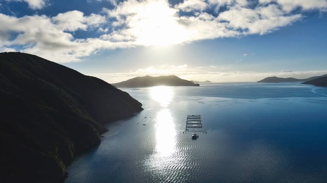 New Zealand King Salmon farm
