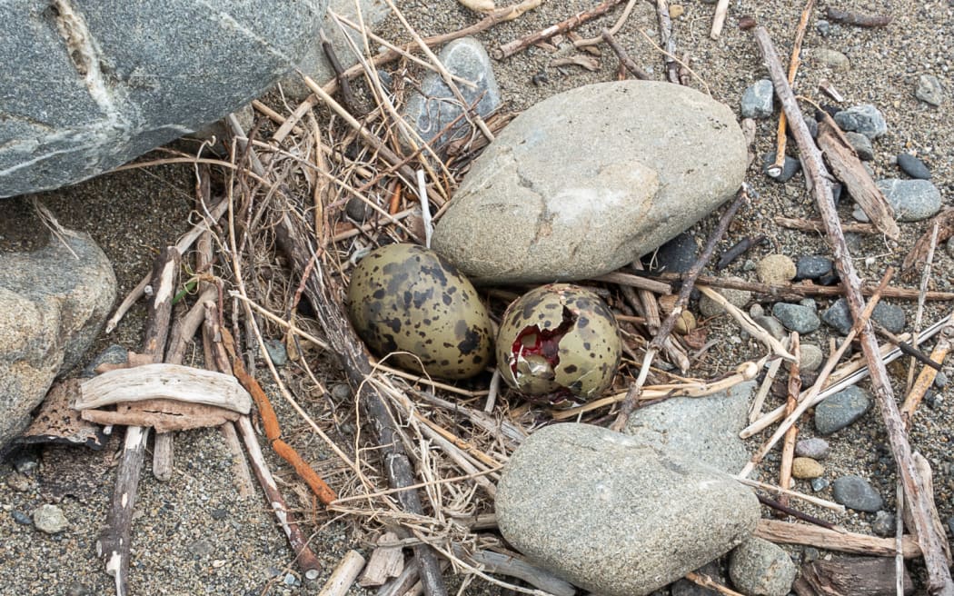 The broken eggs of endangered tarapiroe, black-fronted terns in Canterbury.