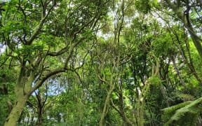 Kohimarama Forest.