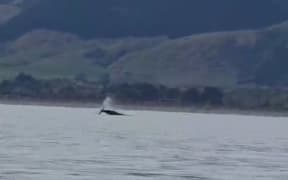 A whale spotted off the Kapiti Coast near Te Horo Beach.