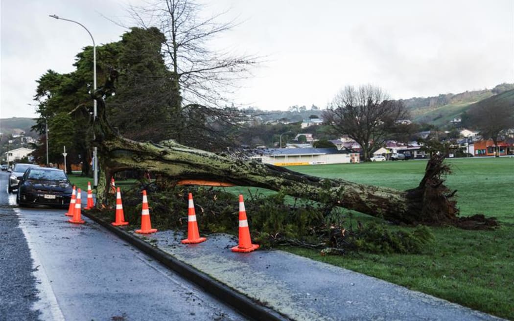Trees in Nelson's Victoria Square have been battered by high winds that ripped through the area during yesterday's stormy weather.
