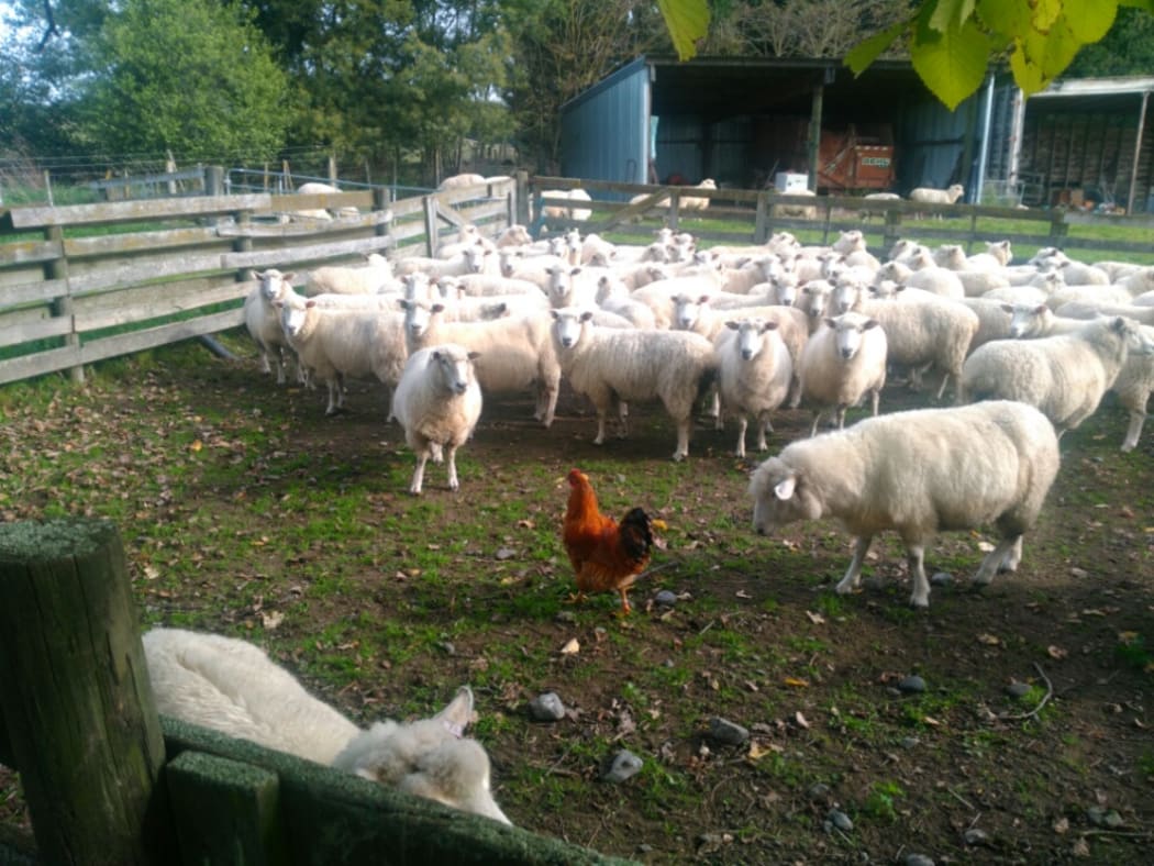 Roger the Rooster, who helps herd Steve Wyn Harris herd his sheep in Hawkes Bay