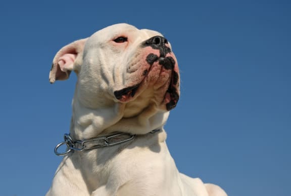 An American bulldog (file)