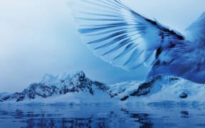 Publicity graphic for Reimagining Mozart. The outstretched wing of a bird hovers above an icy seascape.