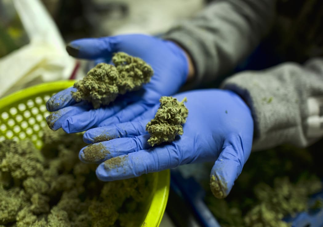 A cannabis worker displays fresh cannabis flower buds that have been trimmed for market in Gardena, California.