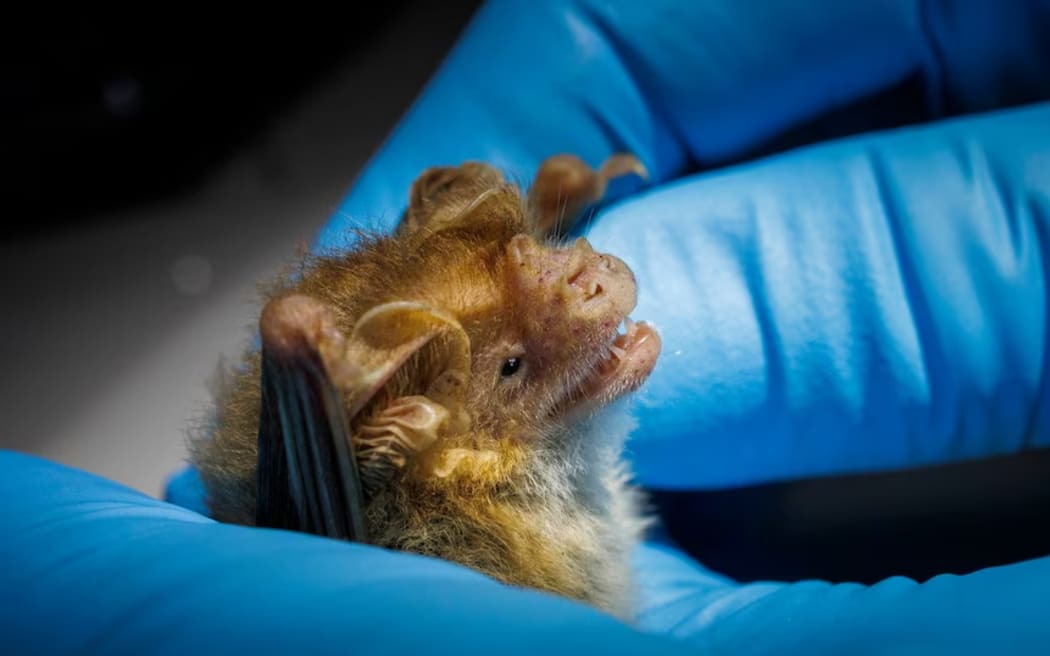 Eleven different species were found during the survey, including long-eared bats.