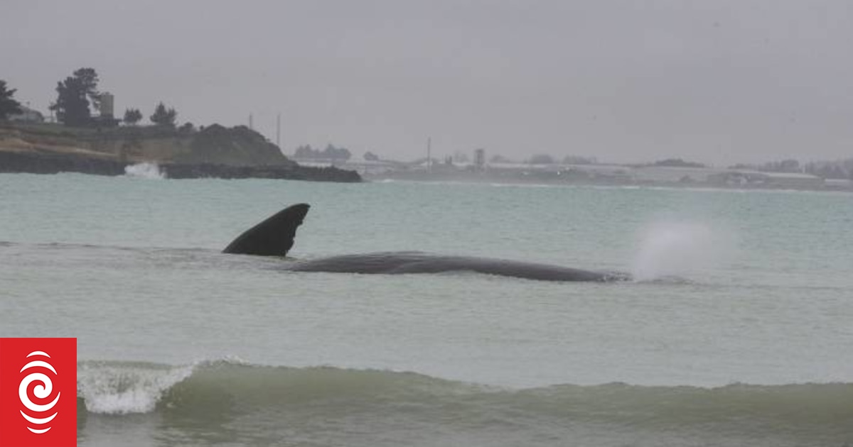 Scientists photograph rare ginkgotoothed beaked whale RNZ