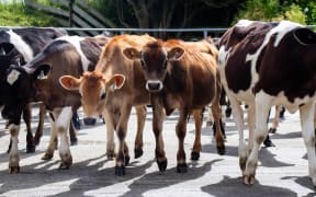 Dairy calves