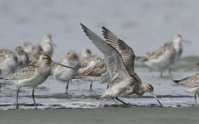 Exhausted juvenile godwit's newly arrived on Foxton Beach.