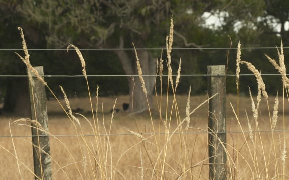 Paddocks dry from the Northland drought.
Kaikohe area