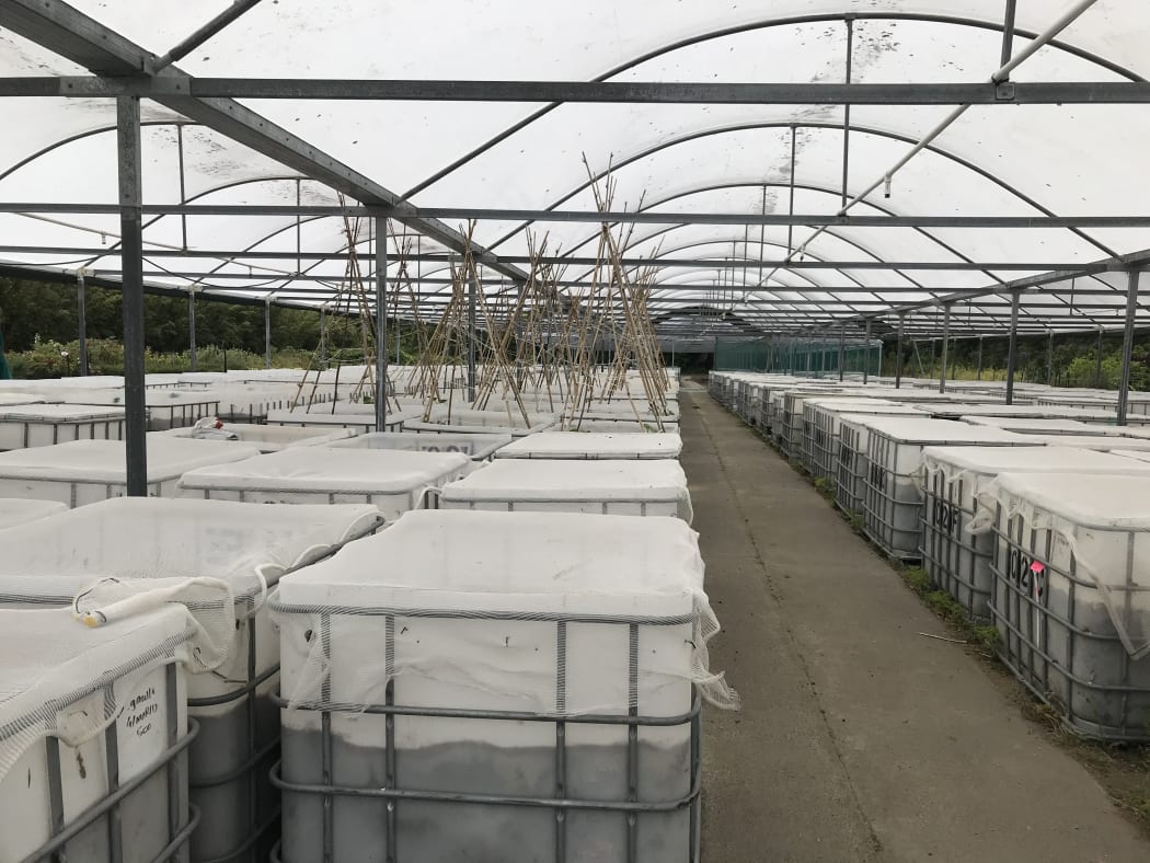 Dung Beetle Innovations, Whenuapai