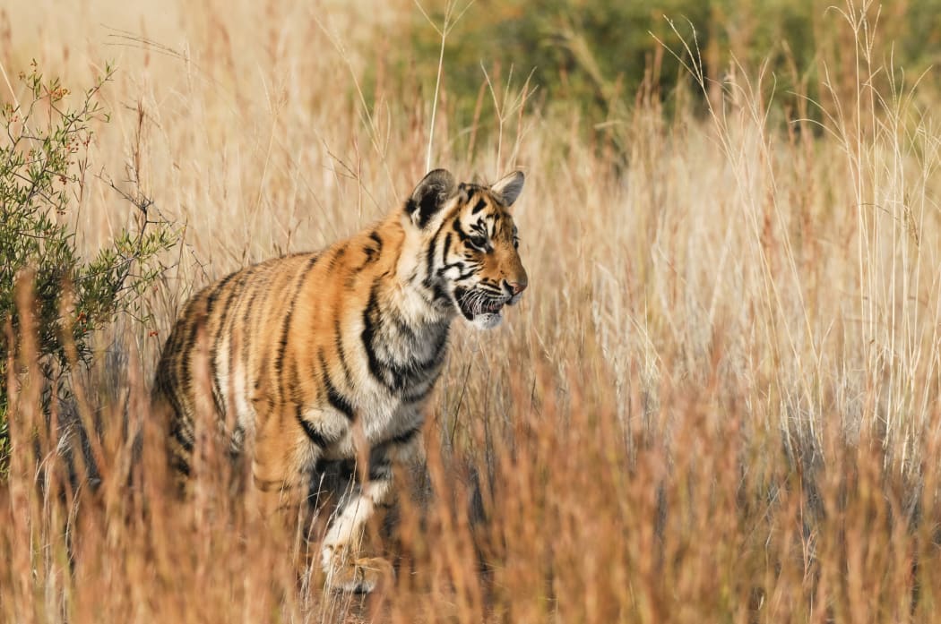 Wild Tiger