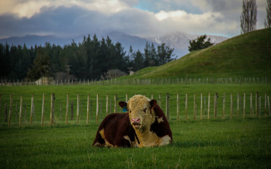 One of the Hereford bulls with the Ruahine Ranges in the background.