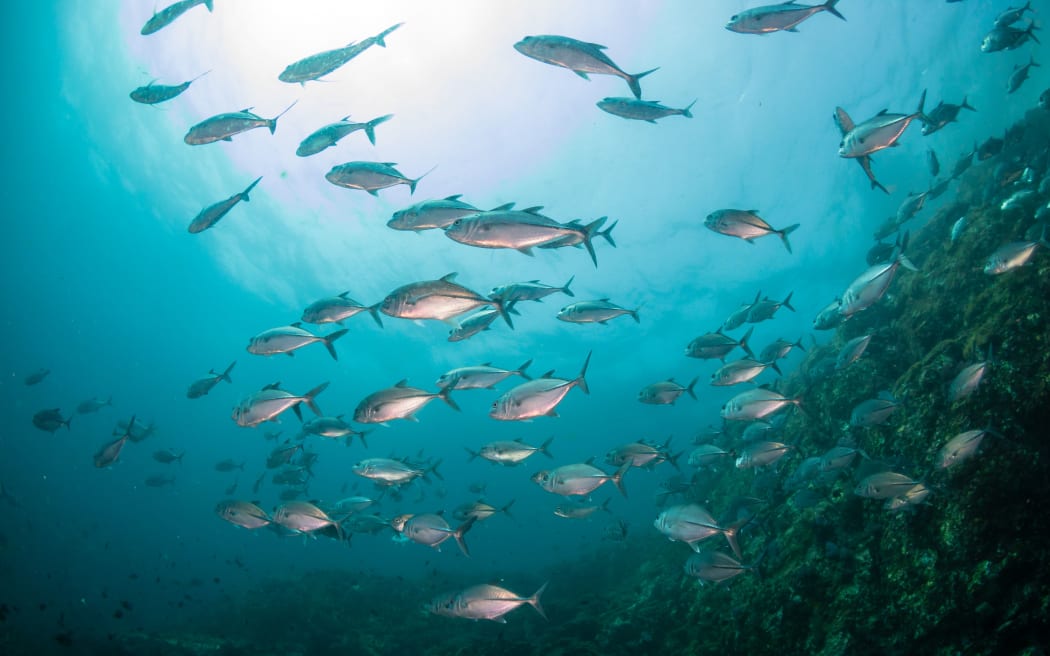 A school of Jacks in a murky, tropical ocean
