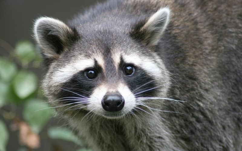 Conspiracy theories: do 300,000 Kiwis really believe Canada is building ...