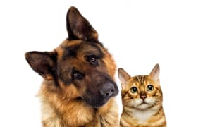 cat and dog look on a white background