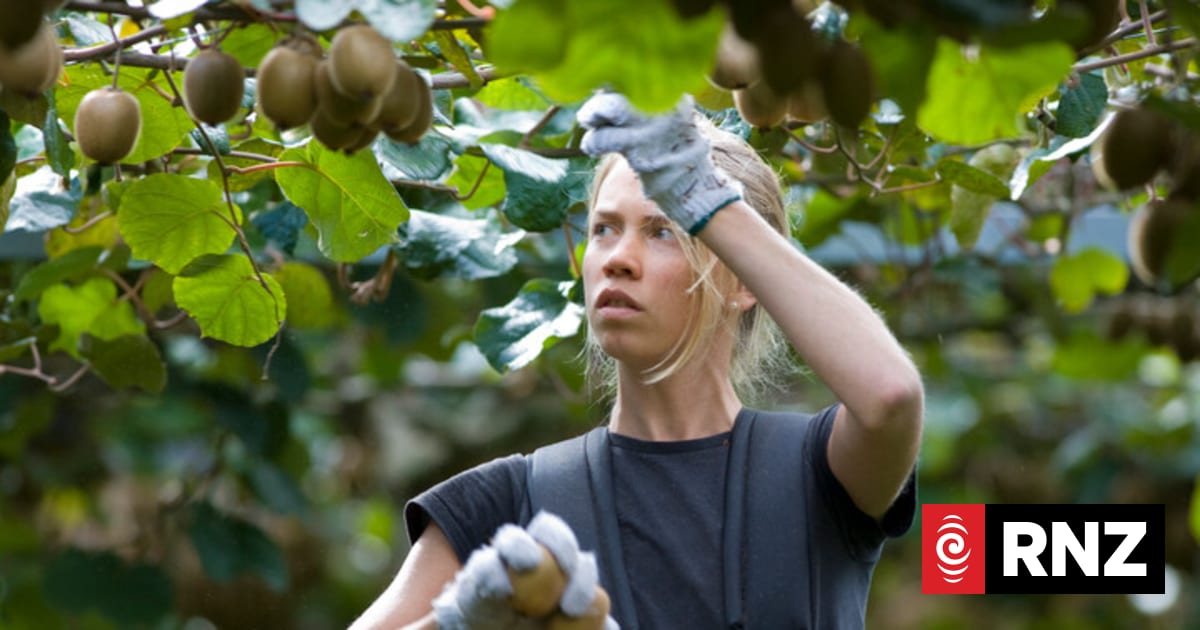 Another record kiwifruit harvest