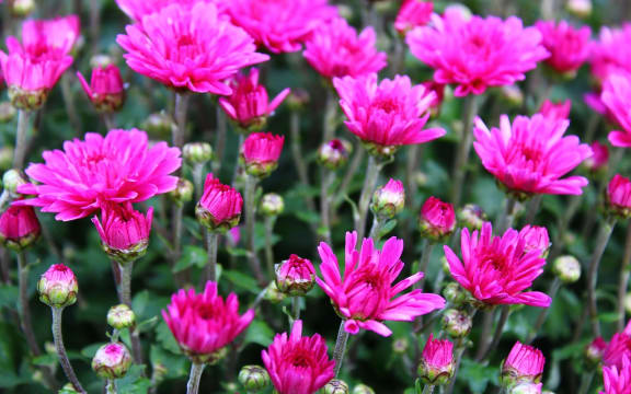 Violet Chrysanthemums