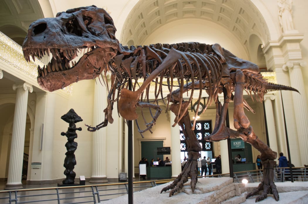Tyrannosaurus rex bones.