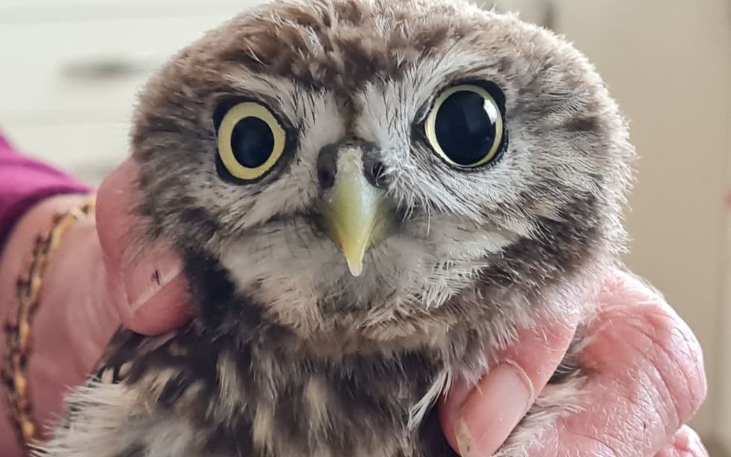Owl Rescue