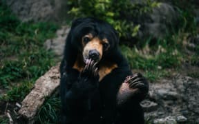 Wellington Zoo, Sasa the Sun Bear