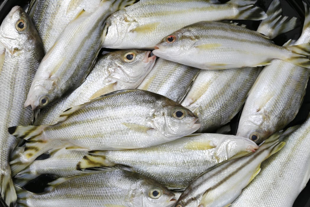 Trumpeter fish