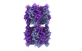 Cryo-electron microscope image of two Rubisco complexes interacting