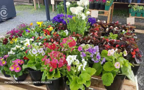 Refugee's garden destroyed in targeted attack: RNZ Checkpoint