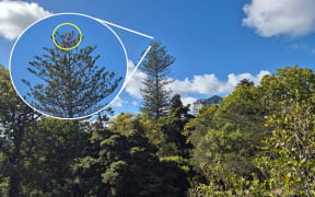 A road cone has been inexplicably left at the top of a 50-metre tree at Auckland's Symonds Street Cemetery for the past 6 months.