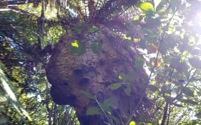 An enormous wasp nest near Lake Rotorua
