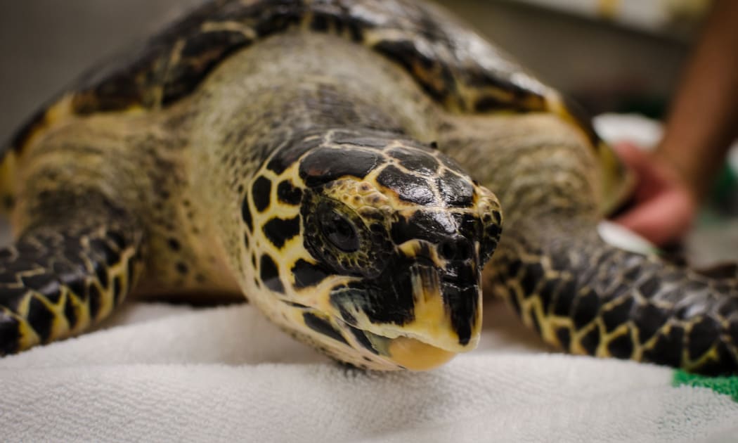 A turtle being cared for at Kelly Tarlton's aquarium.