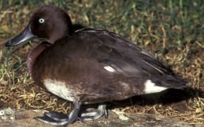 A male Madagascar Pochard