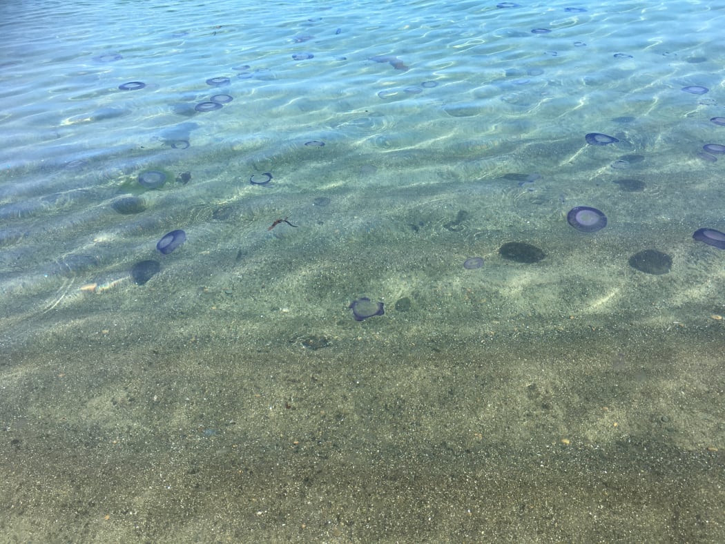 Jellyfish at Island Bay, Wellington