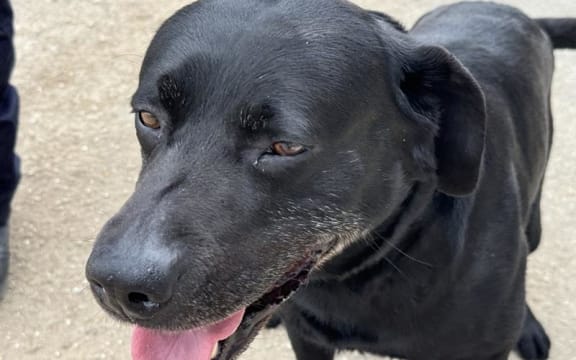 Eight-year-old explosives detector dog Iti in Tonga in 2024.