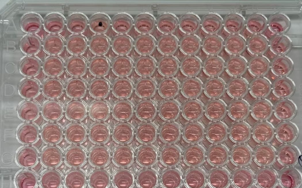 The organoids are grown in petri dishes from stem cells.