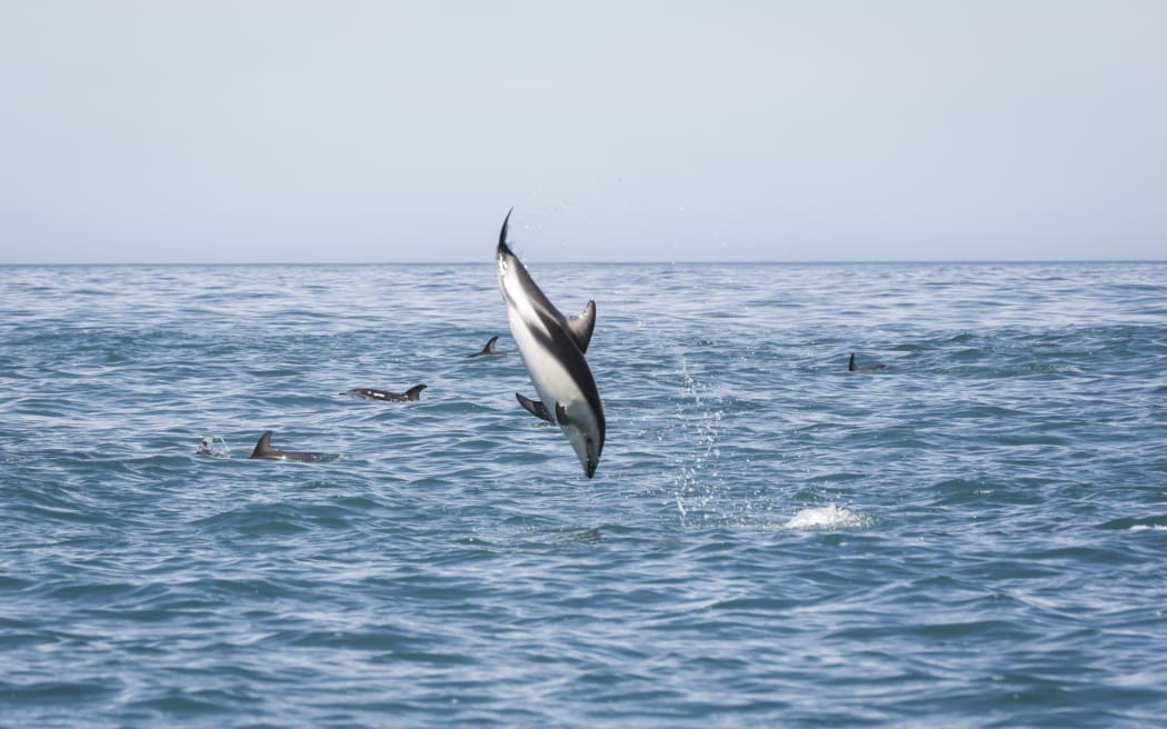 Swimming with dolphins with Encounter Kaikoura