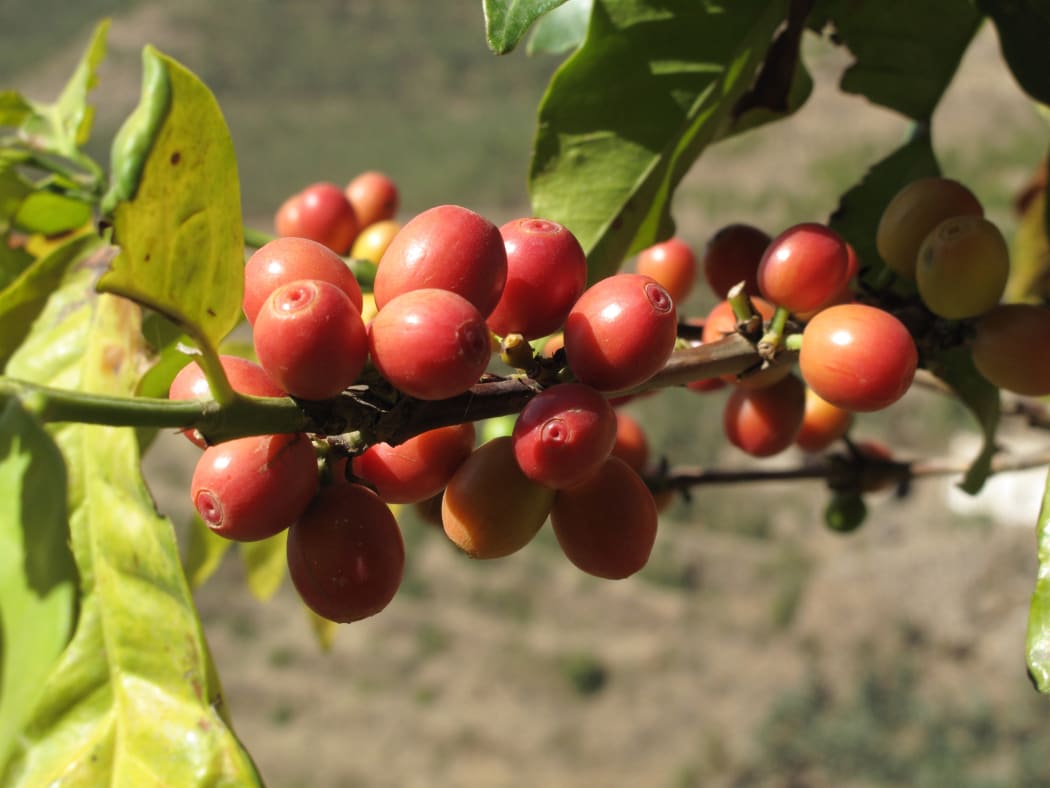 Ripe coffee fruits in Yemen