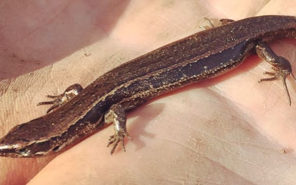 A glossy brown skink (Oligosoma zelandicum).