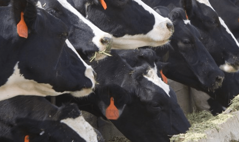 Undercover Cows | RNZ