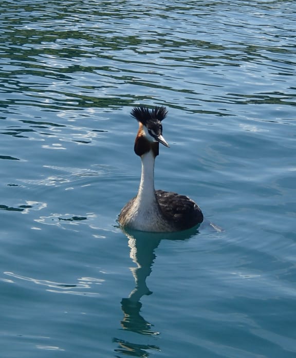 A grebe swimming at Lake Wanaka