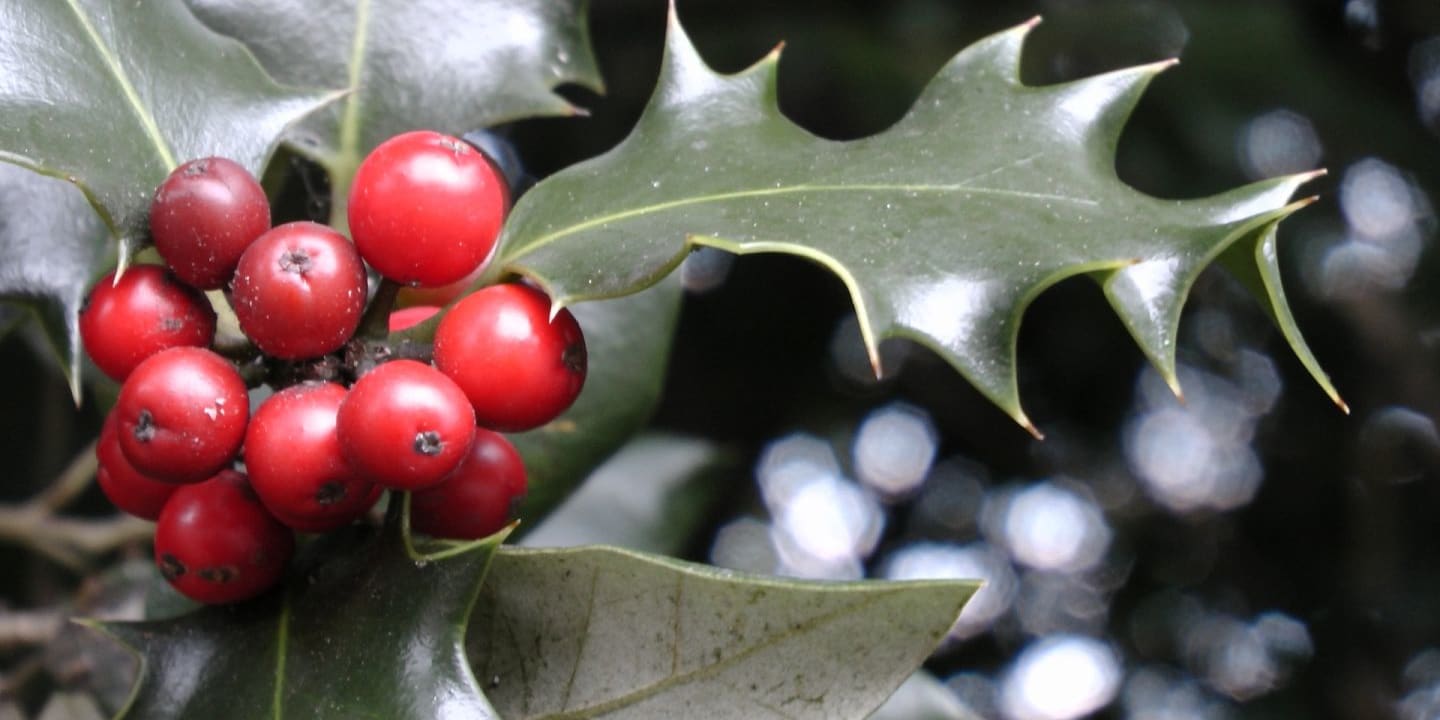 Graphic for 'Tis the Season