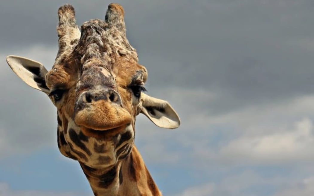 Hamilton Zoo announced the death of one of its giraffes, Masamba, on Friday.