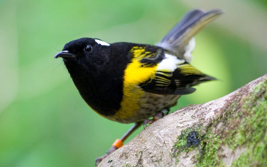 Hihi